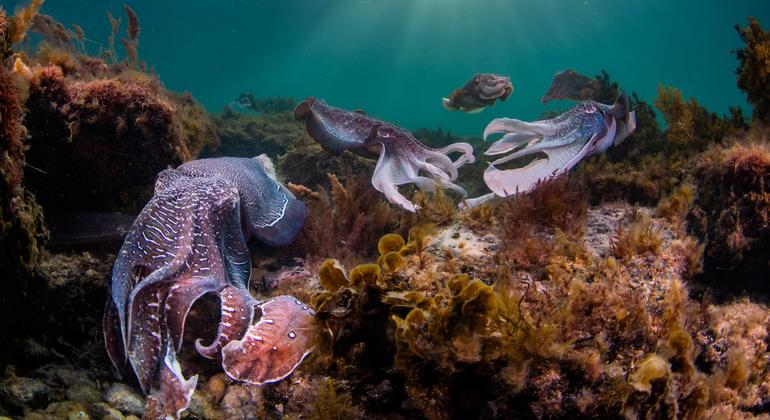  Más del 50% de las especies marinas corren peligro de extinción de aquí a 2100.